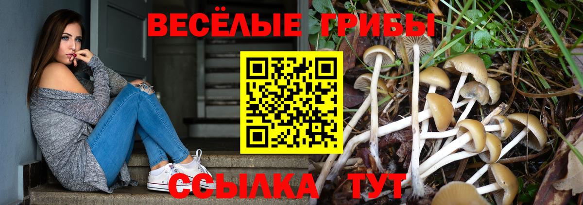 Зеленогорск  Псилоцибиновые грибы Psilocybine cubensis  Вход с VPN 